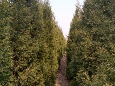 蜀桧小苗，蜀桧种植基地，蜀桧批发，图1