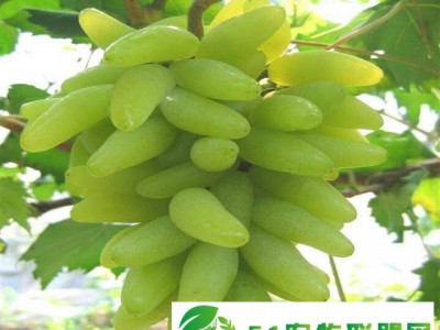 萧县老百姓家庭农场供应**金手指葡萄苗图1