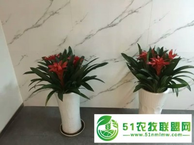 室内花卉租赁公司 室内绿植养护公司图1