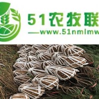占地白皮松批发