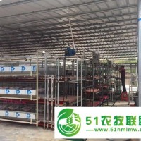 大型养殖器鸽子养殖大棚-养鸡大棚 滚动定时喂料