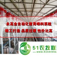 猪用料线 猪场*自动喂料设备 自动化养猪设备定制 永高农牧