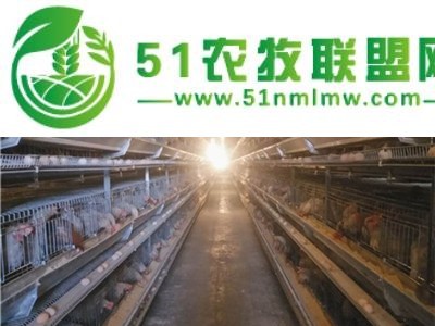层叠式蛋鸡笼经济实惠节能环保全自动化养殖图1