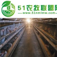 层叠式蛋鸡笼经济实惠节能环保全自动化养殖