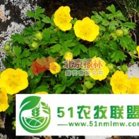 供应北京禄林委陵菜种子 中药材委陵菜种子批发 东北**植物资源