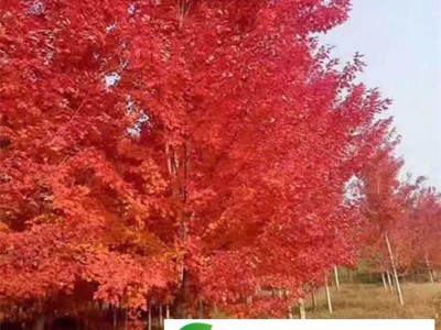 美国红枫基地-上海美国红枫-邳州金山苗木(查看)图1