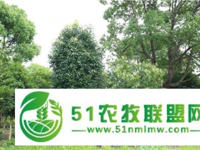 榉树树苗-豪克苗木花卉**厂家-溧阳榉树图1