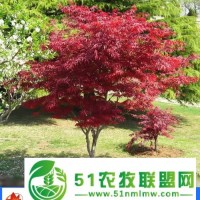 12公分美国红枫价格-美国红枫-邳州市亚森苗木