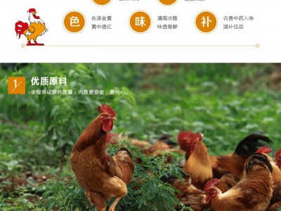 山东德州凤起五香扒鸡 热销500g袋装 厂家直图3