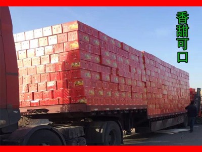 新货精品新疆 若羌红枣灰枣500g 煲汤红枣批发 散装 一件代发图2