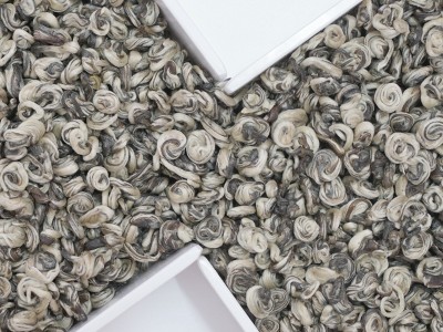 2021新茶广西横县茉莉花茶茉莉白玉螺茶叶浓香耐泡特级厂家批发图4