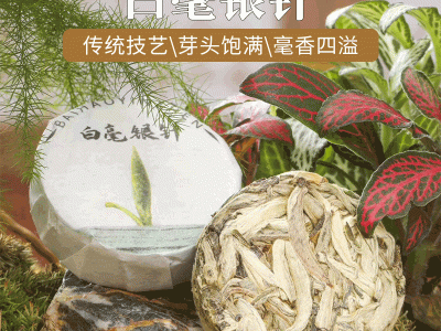 厂家直供白毫银针新茶福鼎白茶 今乔2020年明前头采罐装白豪银针图2