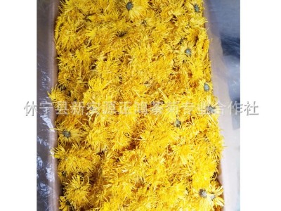 21年新花基地直供金丝皇菊 散装菊花茶 批发一杯一朵金丝大黄菊花图2