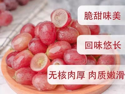 新鲜现摘无籽脆甜红提子克伦生应季当季孕妇水果2斤批发薄皮葡萄图4