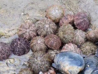漂烫海胆批发 新鲜速冻海胆黄蒸蛋刺原材料 漂烫马粪海胆200克/盒图2
