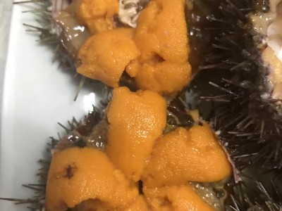 漂烫海胆批发 新鲜速冻海胆黄蒸蛋刺原材料 漂烫马粪海胆200克/盒图4