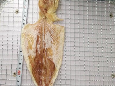1A广西北海淡晒烧烤手撕大小号干鱿鱼干货尤鱼片整箱散装定价半斤图4