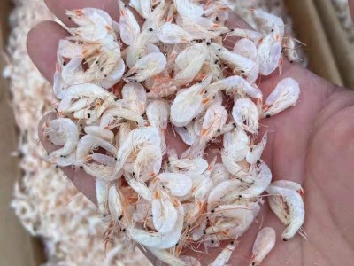 源头工厂新鲜咸虾皮非淡干小虾米海米500g即食虾干海鲜干货图5