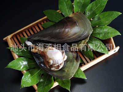 半壳带子江珧贝 单冻半壳江瑶贝江珧贝柱 带子螺原料贴牌代工图2