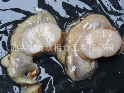 半壳带子江珧贝 单冻半壳江瑶贝江珧贝柱 带子螺原料贴牌代工图3