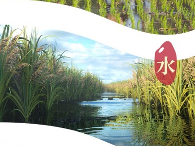 海镧金谷 【醇香级浓香型】长粒香响水米10斤石板米火山岩种植5KG图4
