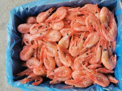 北极甜虾元宝虾带籽北极虾冰虾80/100净重4斤 冰虾图2