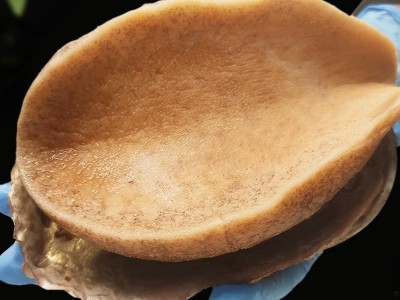 黄金鲍三去黄金鲍螺木瓜鲍熟鲍产地直采厂家直供餐饮批发酒店火锅图3