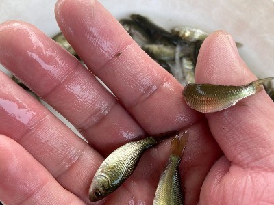 鲤鱼苗优质建鲤稻田鲤鱼工程鲤四大家鱼苗淡水活体养殖放生苗图2