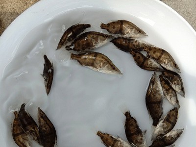 高端鱼鳜鱼苗 桂花鱼苗 桂鱼鱼苗水花 饵料鱼水花 基地直供高效益图4