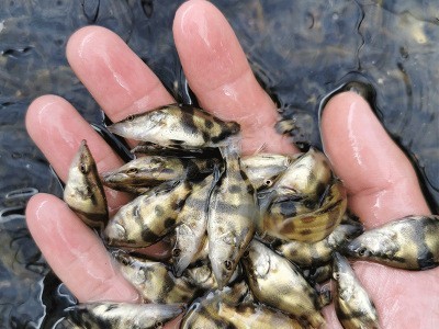 高端鱼鳜鱼苗 桂花鱼苗 桂鱼鱼苗水花 饵料鱼水花 基地直供高效益图5