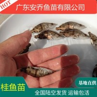 高端鱼鳜鱼苗 桂花鱼苗 桂鱼鱼苗水花 饵料鱼水花 基地直供高效益