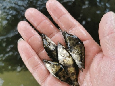 高端鱼鳜鱼苗 桂花鱼苗 桂鱼鱼苗水花 饵料鱼水花 基地直供高效益图3
