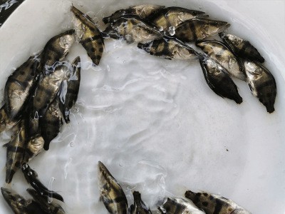 高端鱼鳜鱼苗 桂花鱼苗 桂鱼鱼苗水花 饵料鱼水花 基地直供高效益图2
