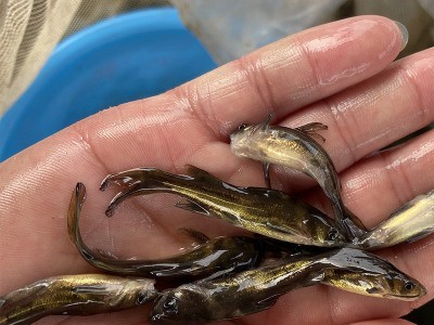 黄骨鱼苗 黄颡鱼 黄辣丁 黄鸭叫 全雄黄骨鱼 杂交黃骨鱼养殖技术图4