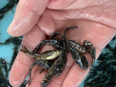 黄骨鱼苗 黄颡鱼 黄辣丁 黄鸭叫 全雄黄骨鱼 杂交黃骨鱼养殖技术图3