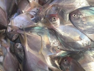 自家渔船捕捞东海舟山新鲜鲳鱼大白鲳鱼扁平鱼海捕银鲳鱼海鲜水产图2