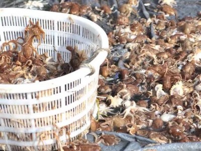 厂家直发野生海捕八爪鱼新鲜鲜活冷冻章鱼爆头长腿八爪鱼海鲜批发图4