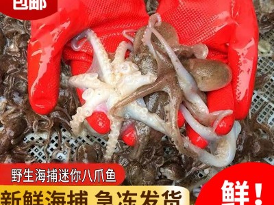 厂家直发野生海捕八爪鱼新鲜鲜活冷冻章鱼爆头长腿八爪鱼海鲜批发图2