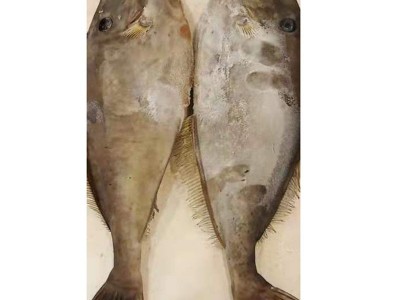 整条冷冻舟山马面 鱼深海活鲜扒皮鱼 剥皮鱼 海鲜马面鱼图5