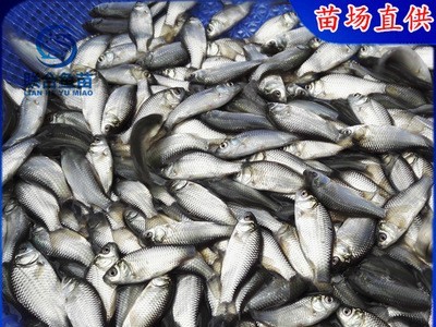 中科5号鲫鱼苗 银鲫鱼苗 中科3号白鲫鱼苗 彭泽鲫方正银鲫东北鲫图4