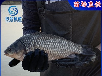 中科5号鲫鱼苗 银鲫鱼苗 中科3号白鲫鱼苗 彭泽鲫方正银鲫东北鲫图2