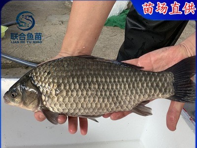 中科5号鲫鱼苗 银鲫鱼苗 中科3号白鲫鱼苗 彭泽鲫方正银鲫东北鲫图3