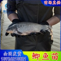 中科5号鲫鱼苗 银鲫鱼苗 中科3号白鲫鱼苗 彭泽鲫方正银鲫东北鲫