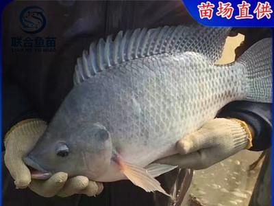 吉富罗非鱼苗 海一号罗非鱼苗 非洲鲫鱼苗 淡水鱼苗全国发货送货图3