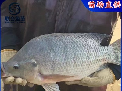 吉富罗非鱼苗 海一号罗非鱼苗 非洲鲫鱼苗 淡水鱼苗全国发货送货图2