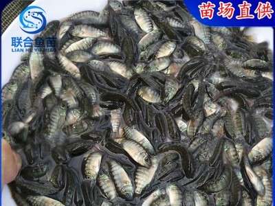 吉富罗非鱼苗 海一号罗非鱼苗 非洲鲫鱼苗 淡水鱼苗全国发货送货图4