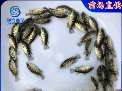 良种淡水花斑鱼苗 淡水石斑鱼苗 老虎斑鱼苗规格2-8公分 全国发货图3
