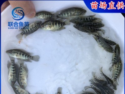 良种淡水花斑鱼苗 淡水石斑鱼苗 老虎斑鱼苗规格2-8公分 全国发货图2