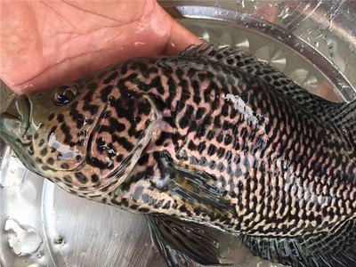 驯化饲料淡水花斑鱼苗 石斑鱼苗2-6公分规格老虎斑鱼苗全国发货图3