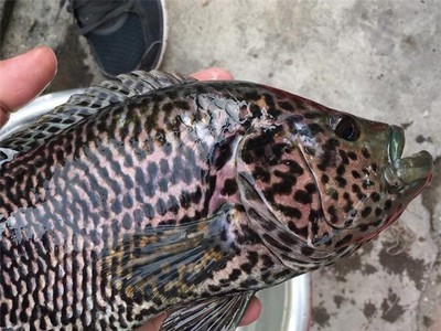驯化饲料淡水花斑鱼苗 石斑鱼苗2-6公分规格老虎斑鱼苗全国发货图4